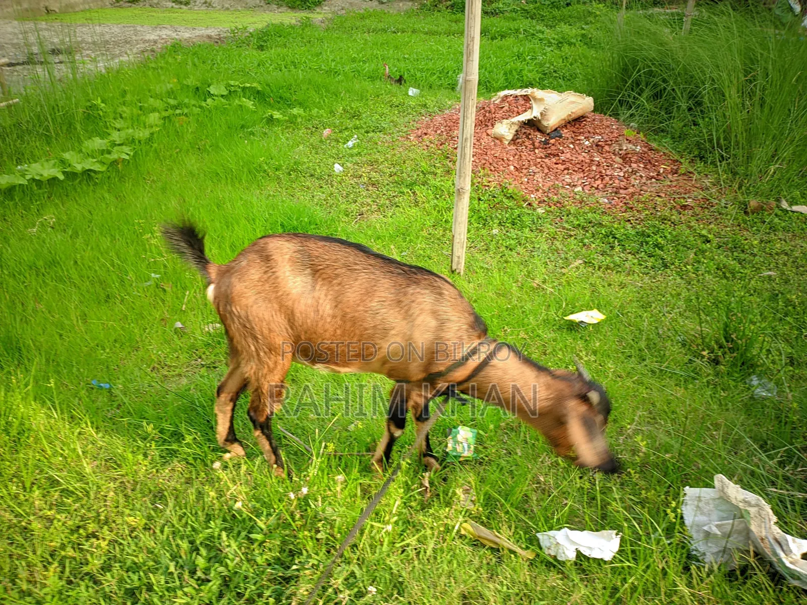 Goat for Sale