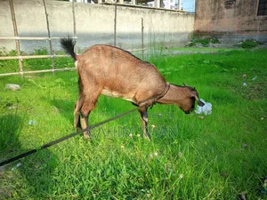 Goat for Sale