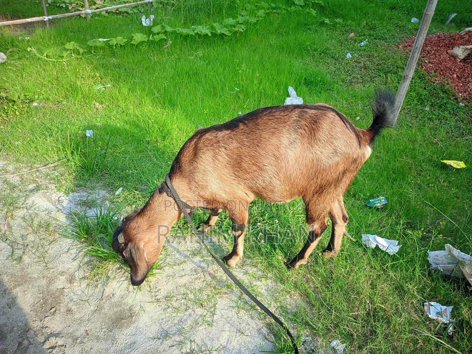 Goat for Sale