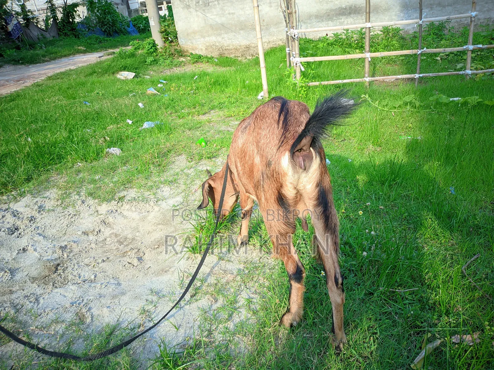 Goat for Sale