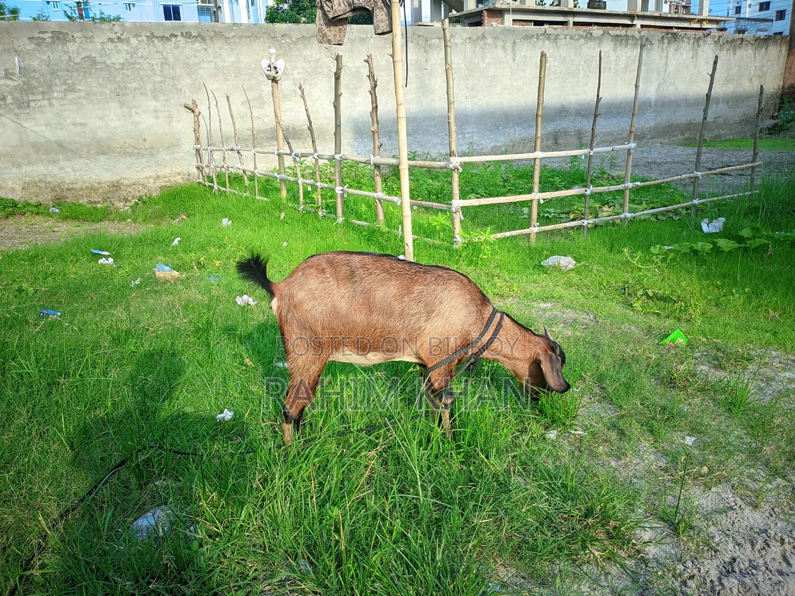 Goat for Sale