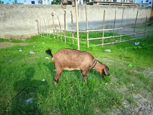Goat for Sale