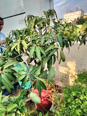 আম গাছ