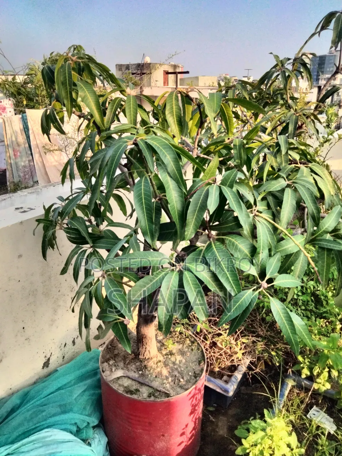 আম গাছ