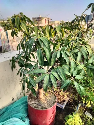 আম গাছ