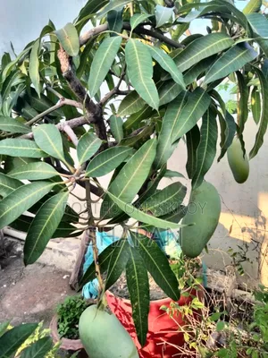 আম গাছ