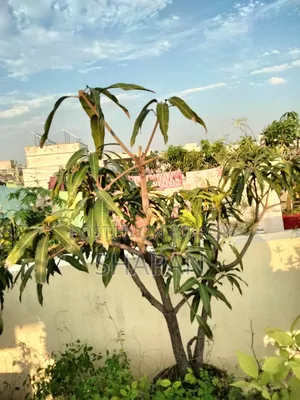 আম গাছ