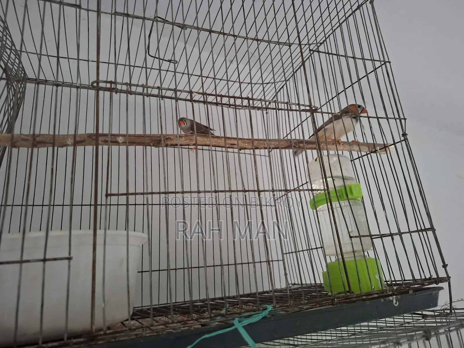 Zebra Finch New Adult