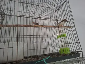 Zebra Finch New Adult