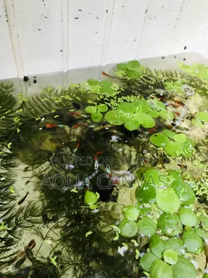 RTP Gappy [ Red Tail Platinum Dumbo Yaar Guppy ]