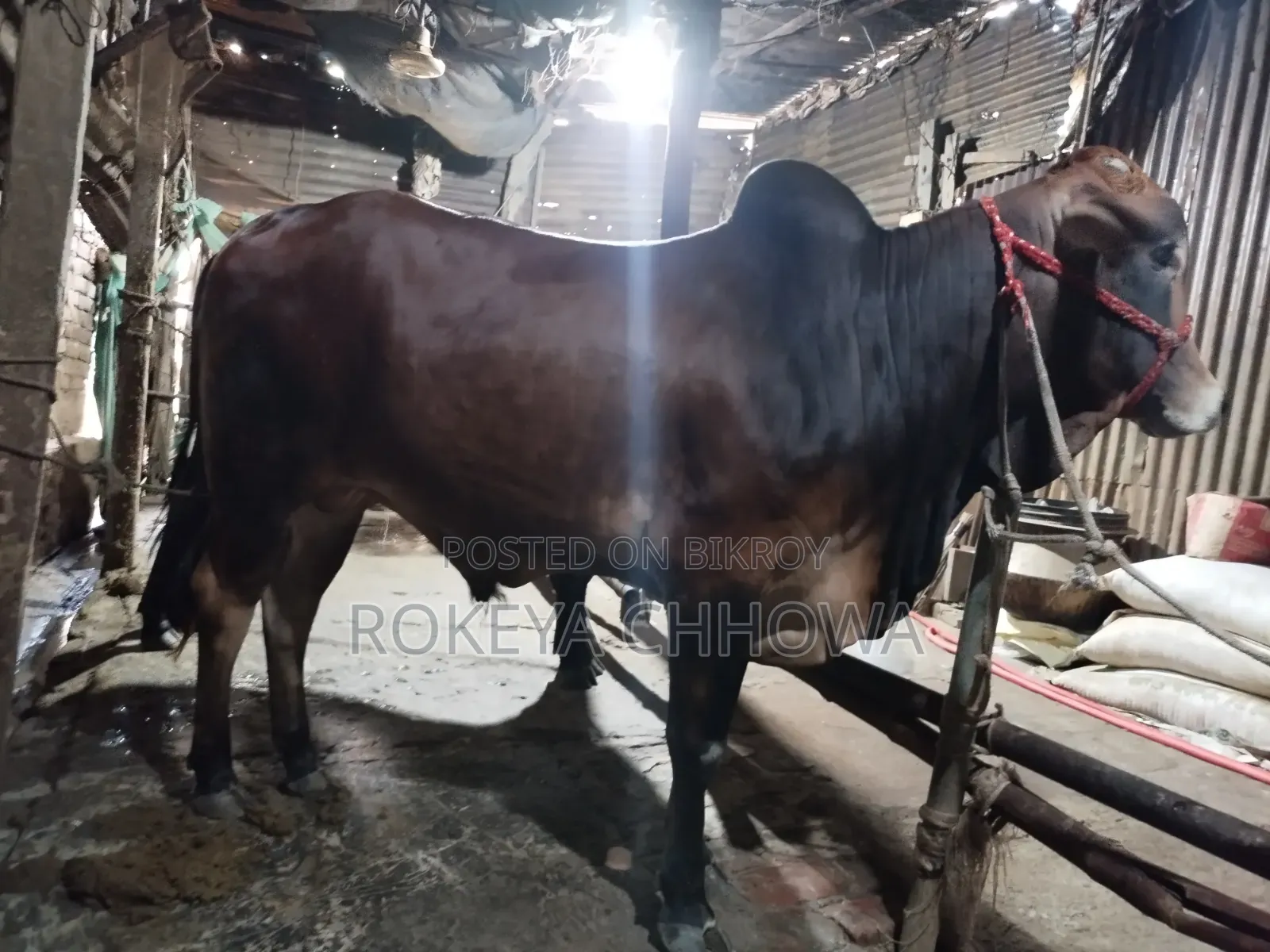 Three Bulls Suitable for Qurbani