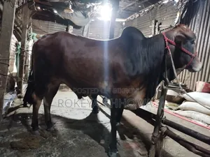 Three Bulls Suitable for Qurbani