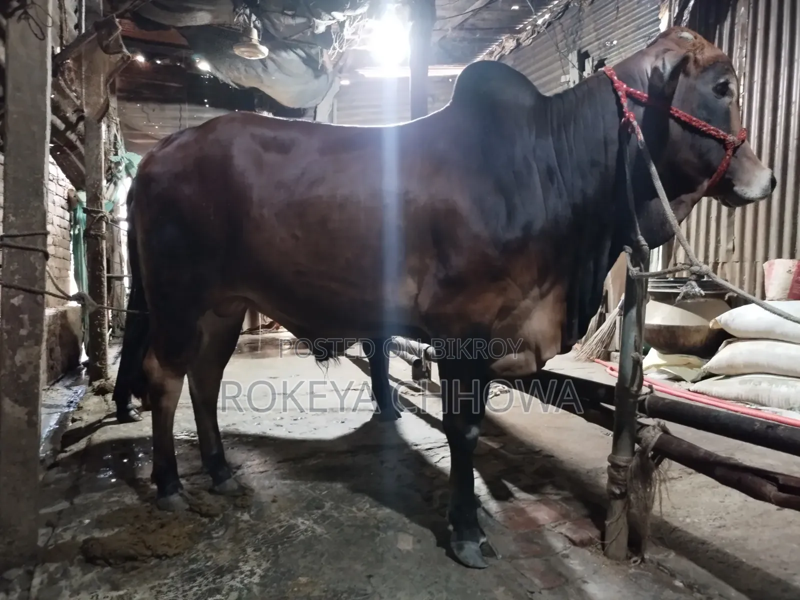 Three Bulls Suitable for Qurbani