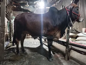 Three Bulls Suitable for Qurbani