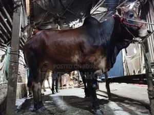 Three Bulls Suitable for Qurbani