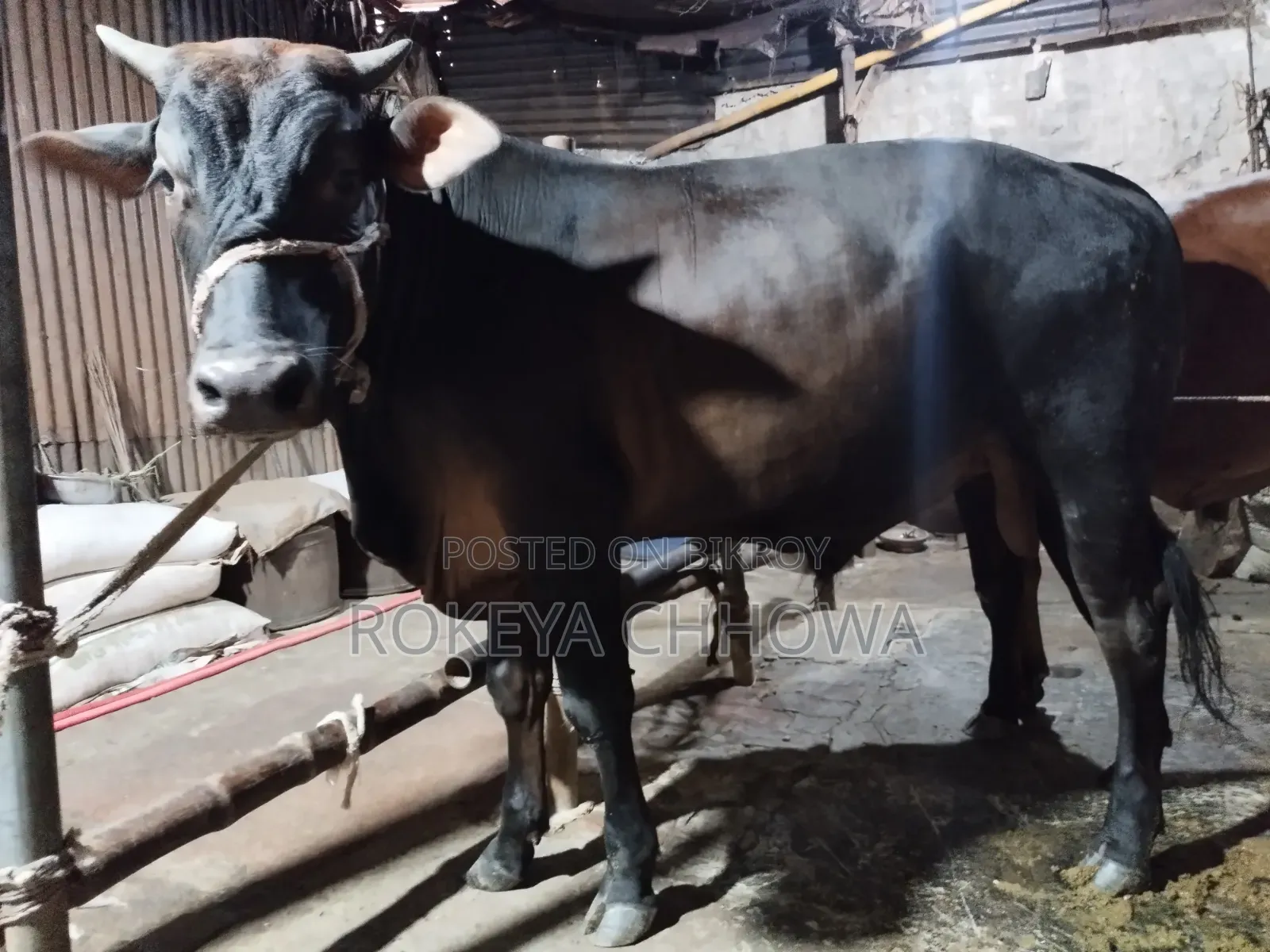 Three Bulls Suitable for Qurbani
