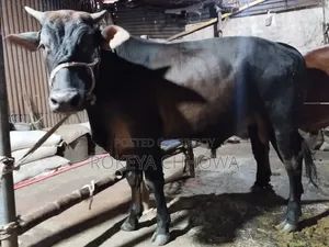 Three Bulls Suitable for Qurbani