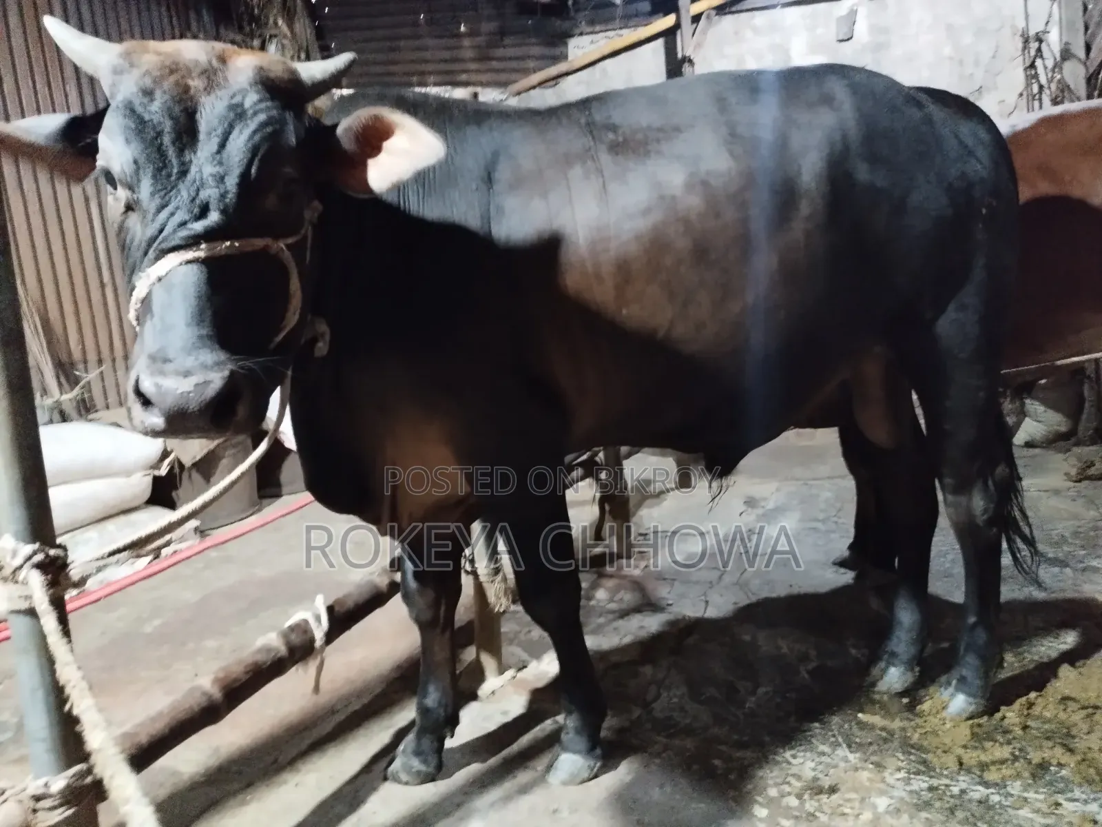 Three Bulls Suitable for Qurbani