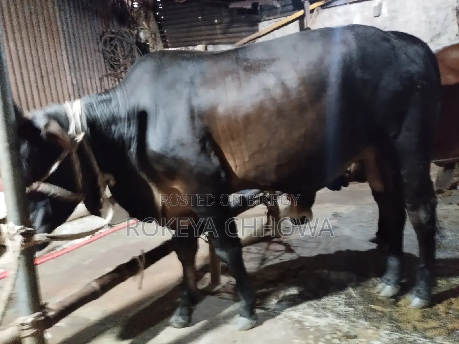 Three Bulls Suitable for Qurbani