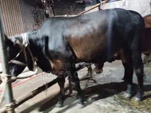 Three Bulls Suitable for Qurbani