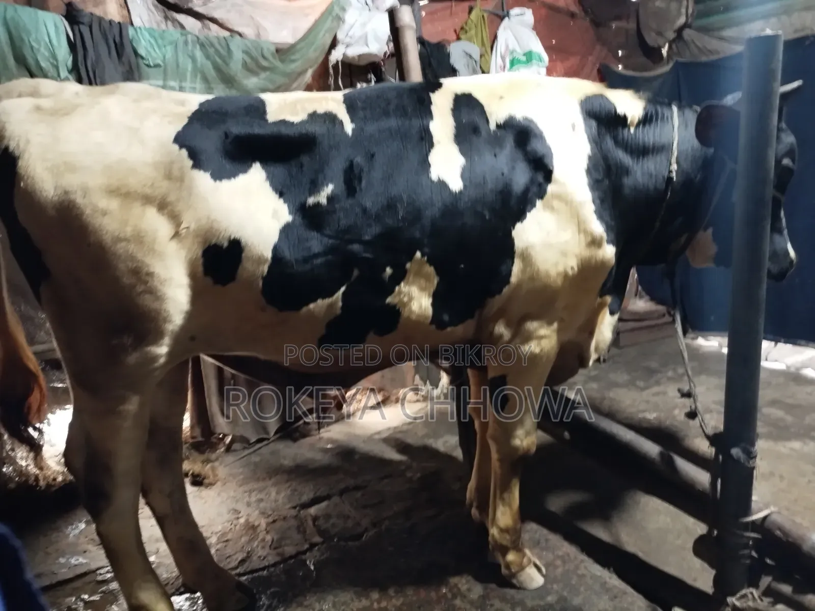 Three Bulls Suitable for Qurbani