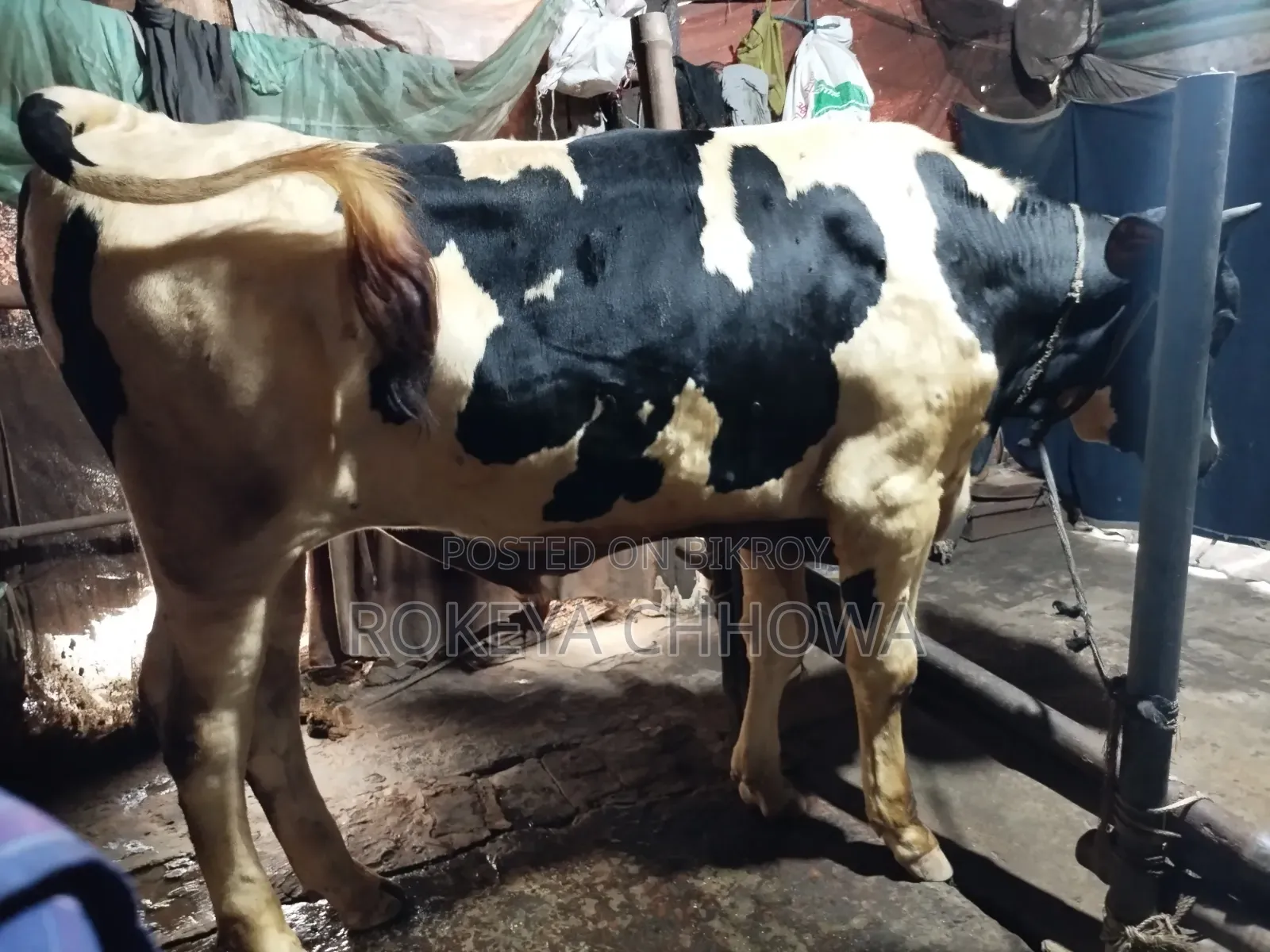 Three Bulls Suitable for Qurbani