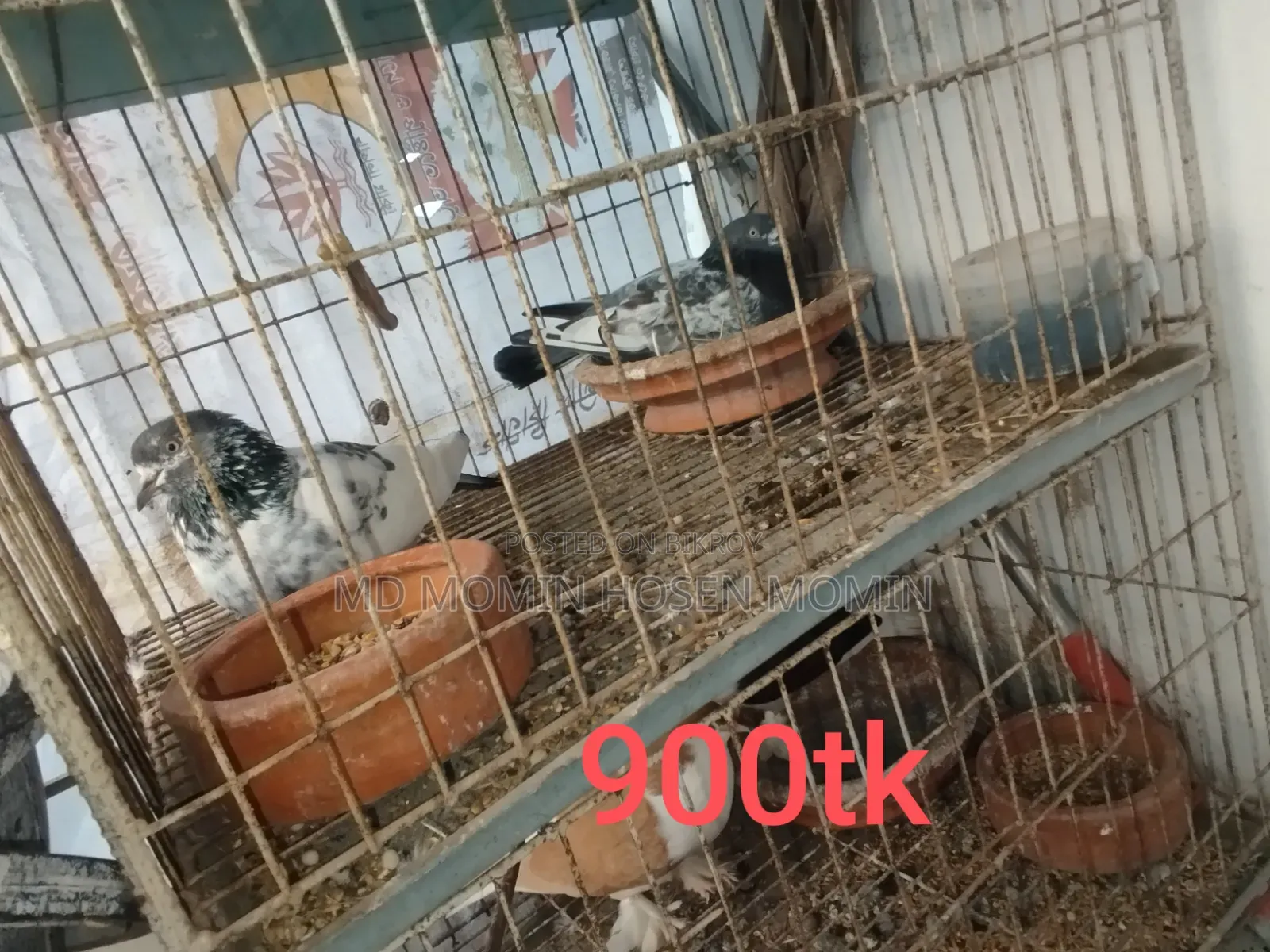 Two Pairs of Pigeons