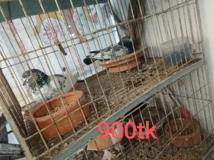 Two Pairs of Pigeons