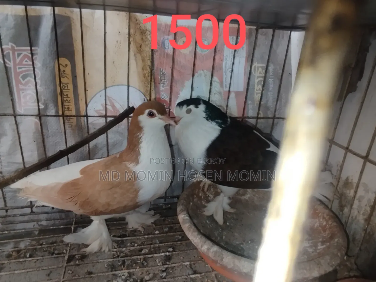Two Pairs of Pigeons