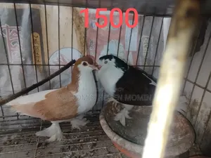 Two Pairs of Pigeons