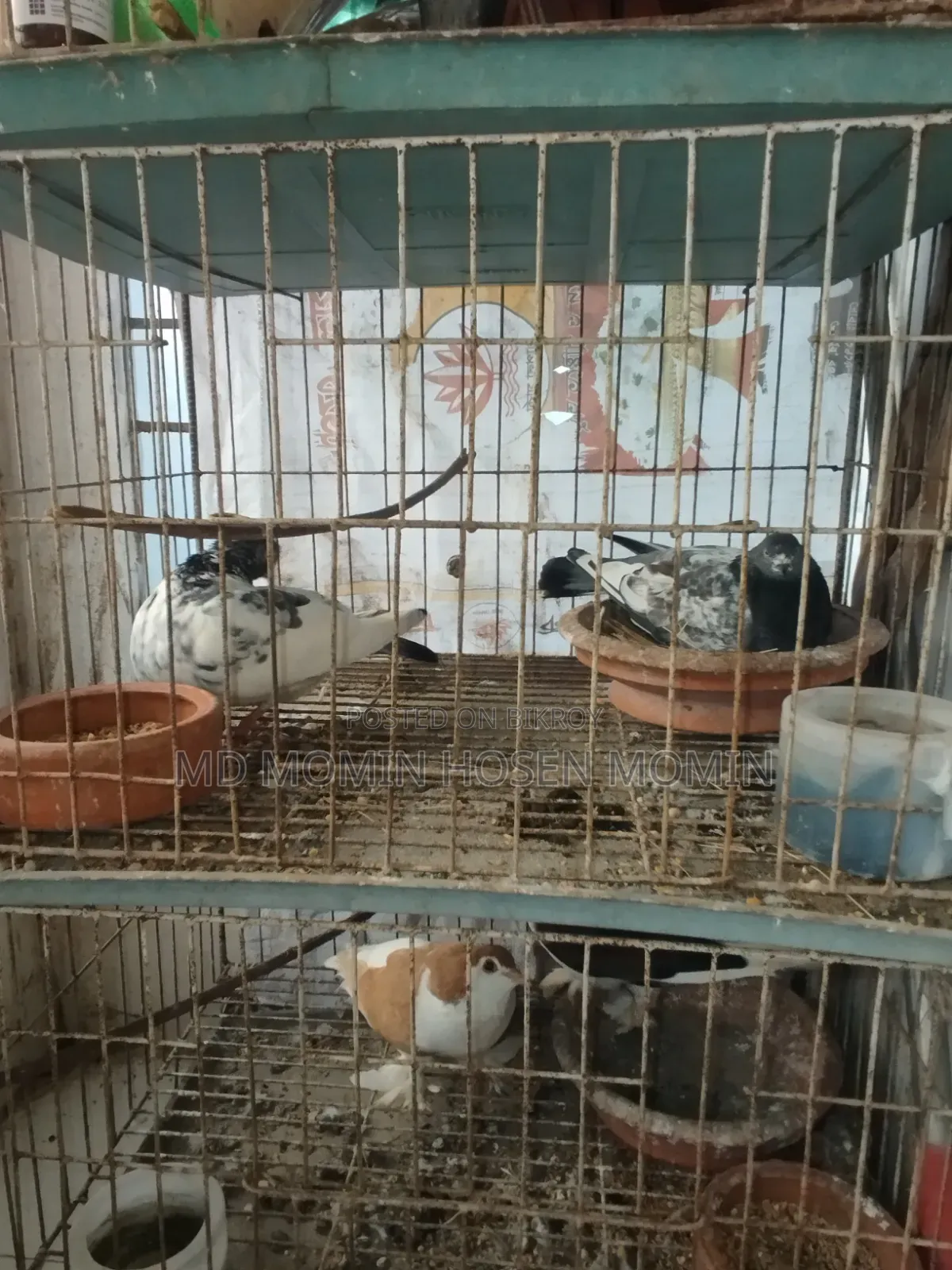 Two Pairs of Pigeons