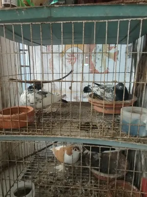 Two Pairs of Pigeons