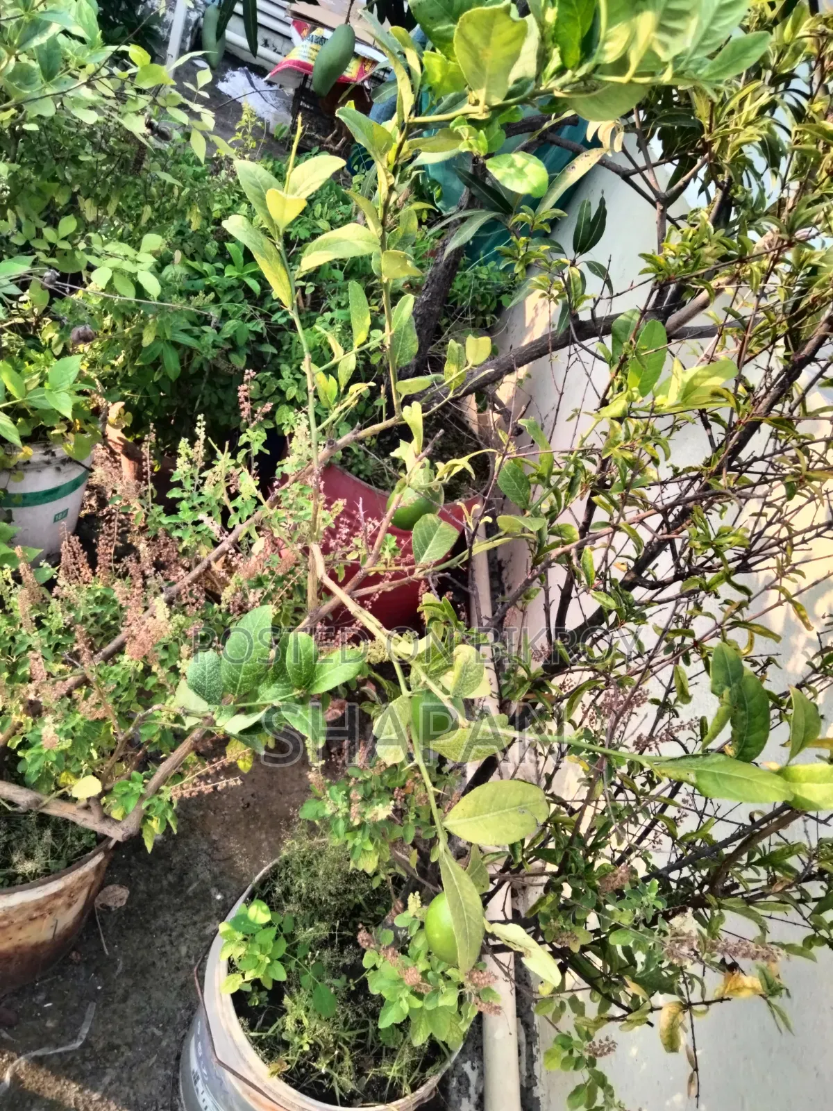 Lemon Tree