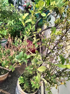 Lemon Tree