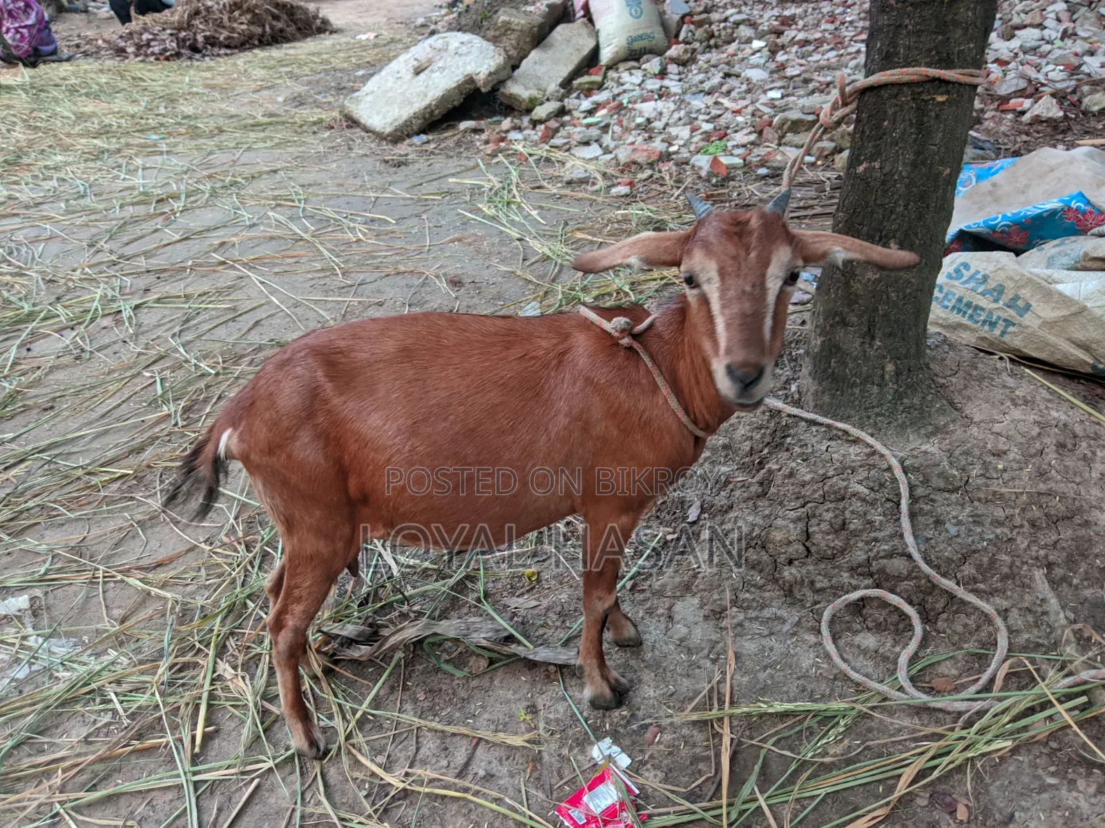 বাচ্চা সহ ছাগল বিক্রয়
