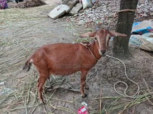 বাচ্চা সহ ছাগল বিক্রয়