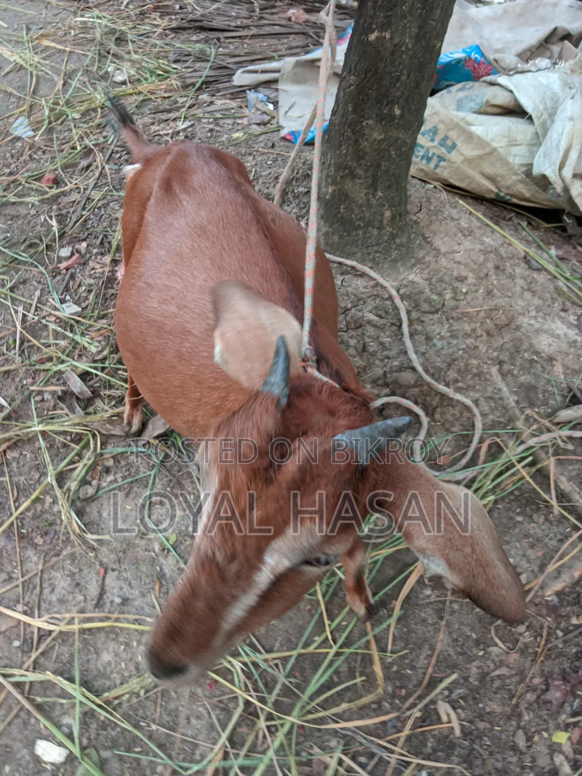 বাচ্চা সহ ছাগল বিক্রয়