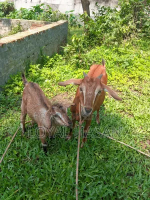 বাচ্চা সহ ছাগল বিক্রয়