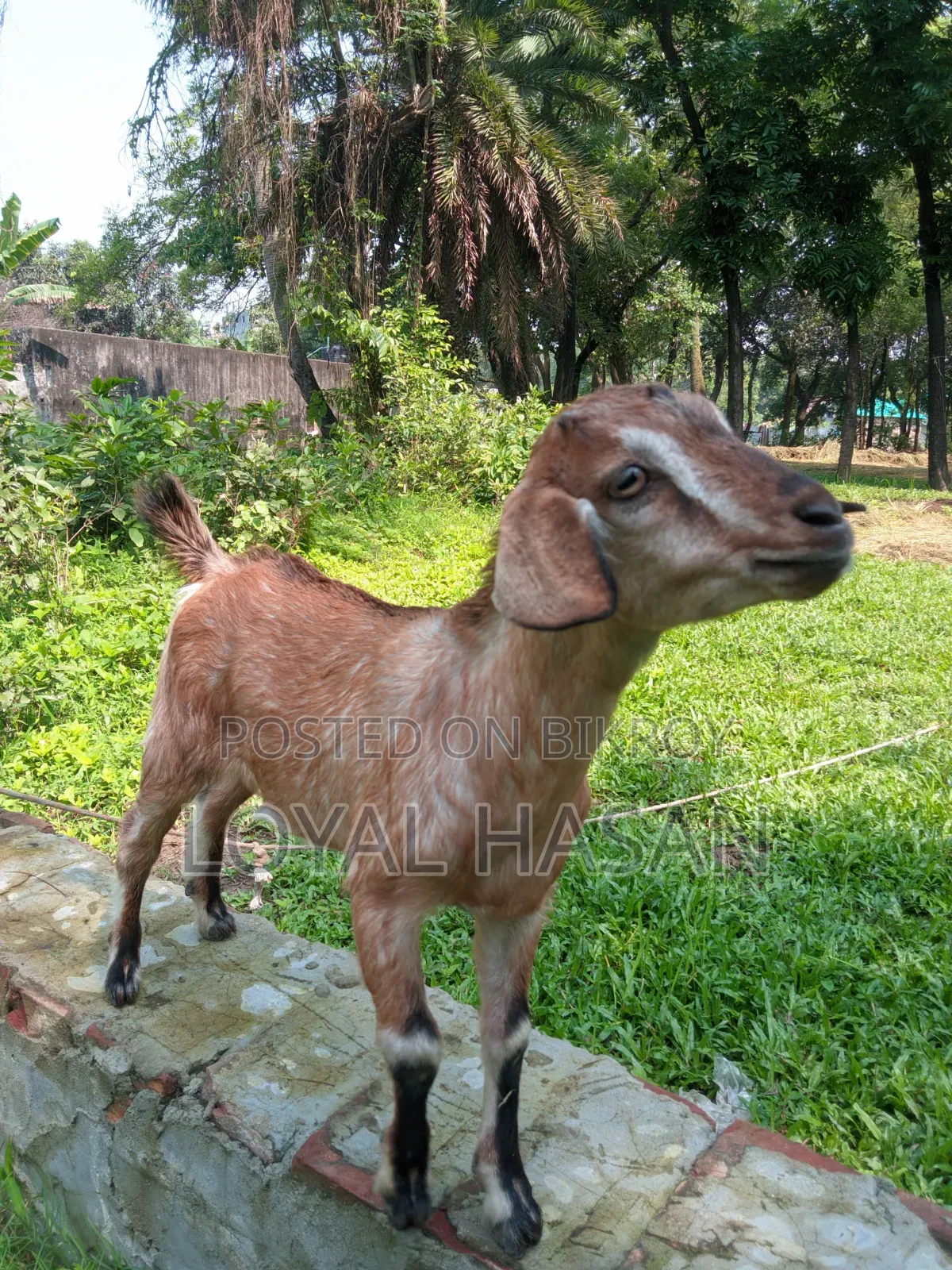বাচ্চা সহ ছাগল বিক্রয়