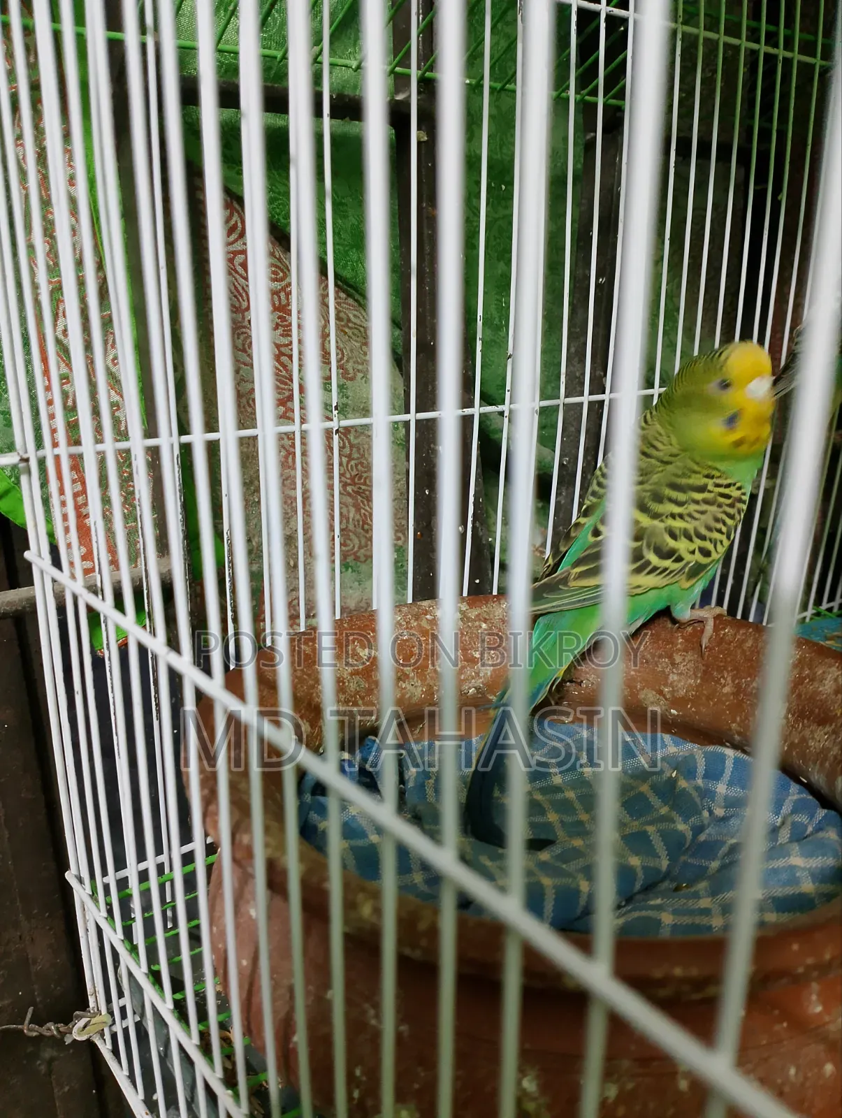 Bajirika Pakhi