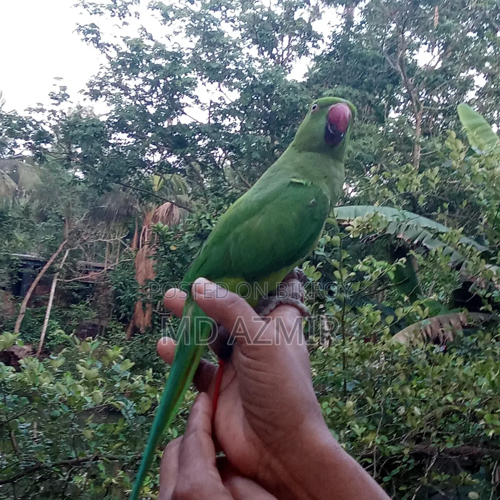 This bird will be sold