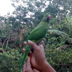 This bird will be sold