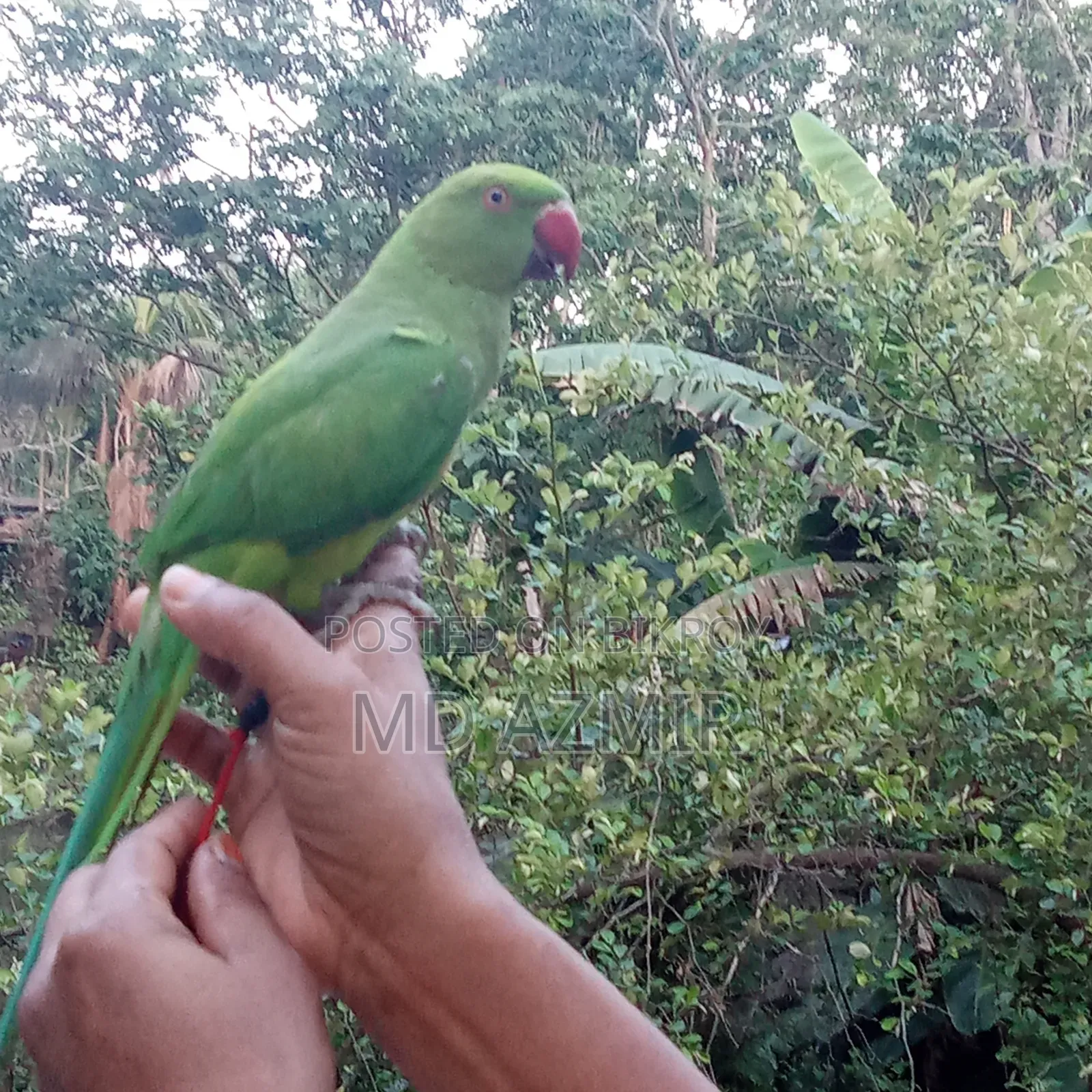 This bird will be sold