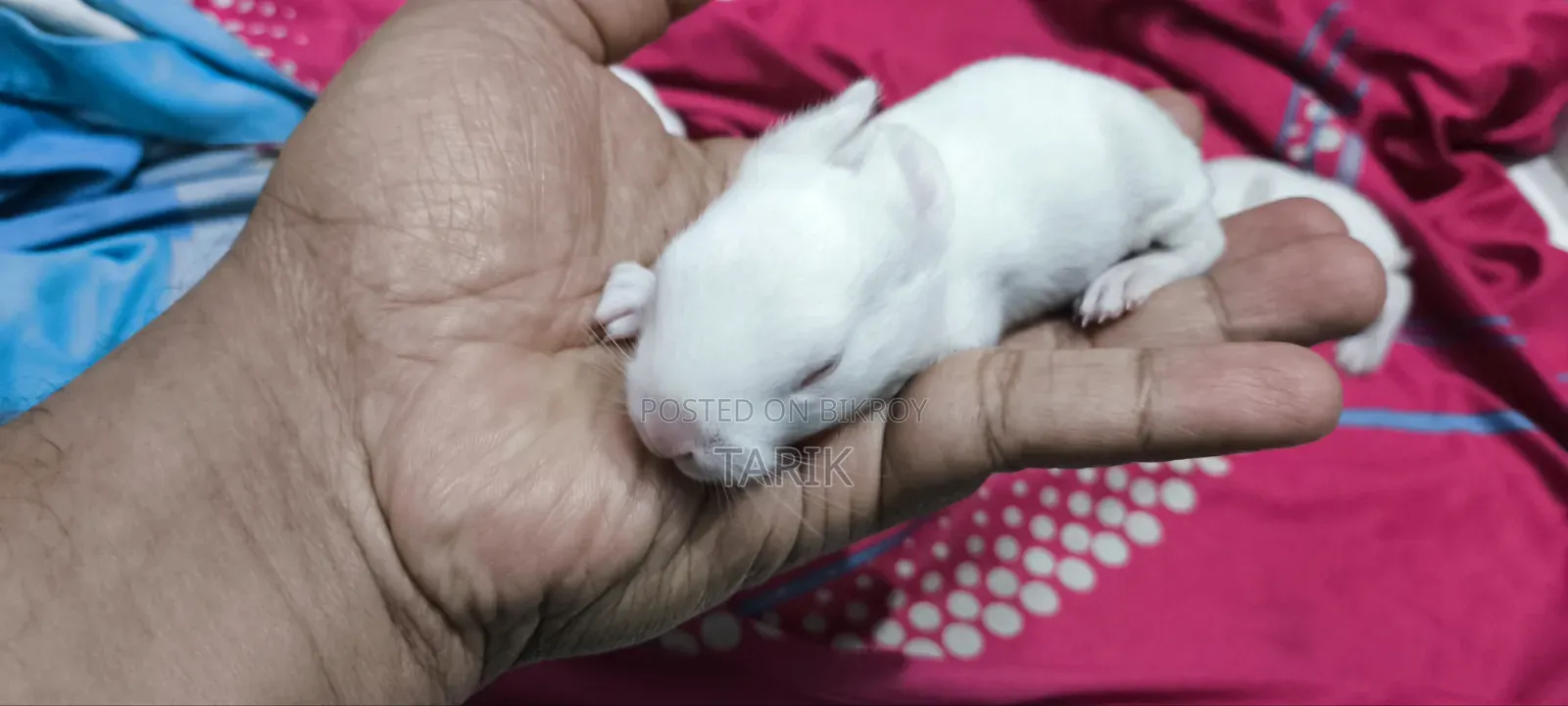 5 Beautiful White Baby Rabbits with Red Eyes for Sale
