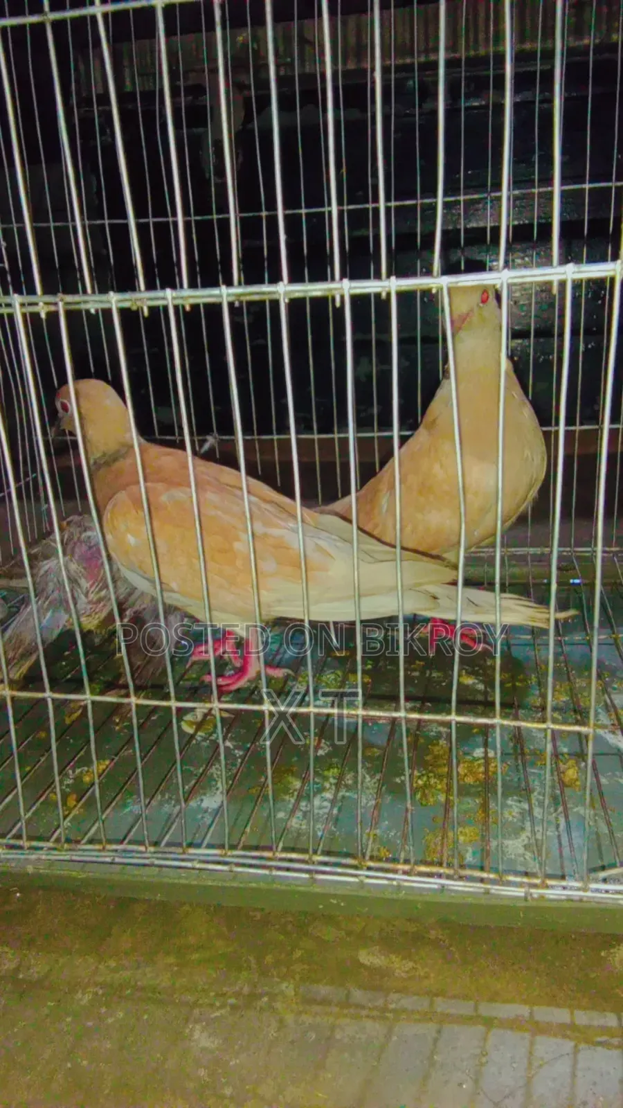 A pair of doves with a cage and a chick for sale.