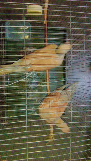A pair of doves with a cage and a chick for sale.