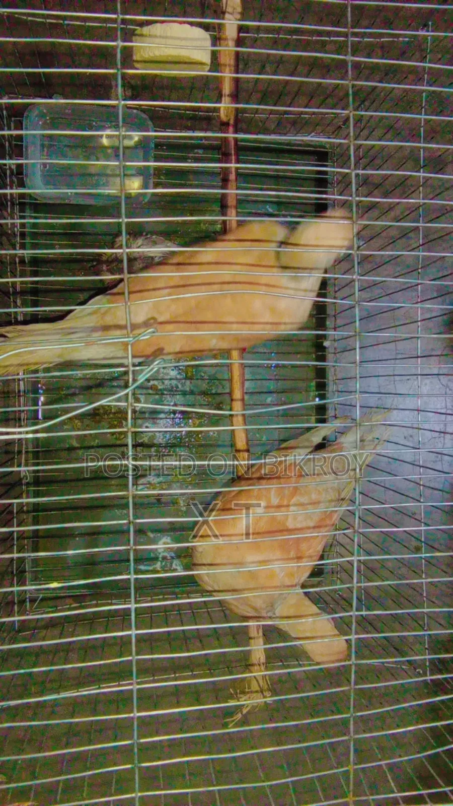 A pair of doves with a cage and a chick for sale.