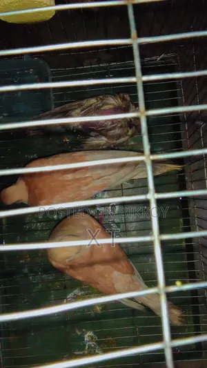 A pair of doves with a cage and a chick for sale.