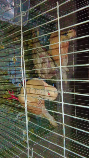 A pair of doves with a cage and a chick for sale.
