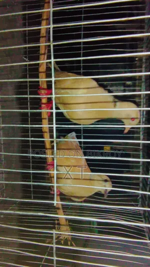A pair of doves with a cage and a chick for sale.
